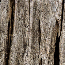 Chinese Weeping Cypress