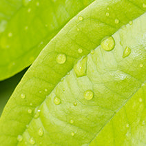 Cinnamon Leaf