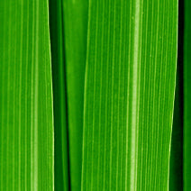 Citronella