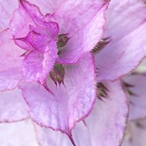 Clary Sage
