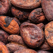 Cocoa Seed Extract