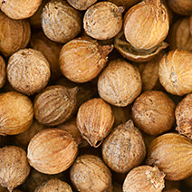 Coriander Seed