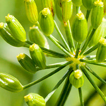 Dill Weed