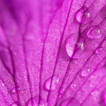 Egyptian Geranium