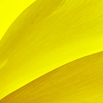Evening Primrose Oil