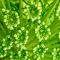 Galbanum