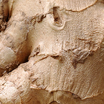 Ginger Root