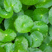 Gotu Kola Extract