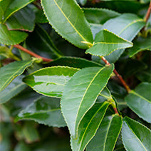 Green Tea Extract