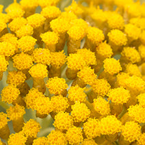 Helichrysum Hydrosol