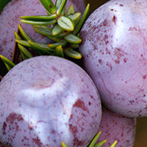 Juniper Berry
