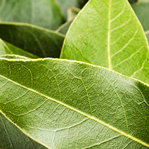 Laurel Leaf