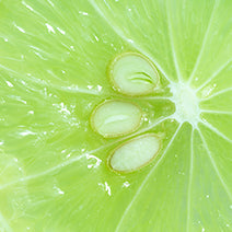 Lime Steam Distilled