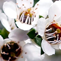 Manuka