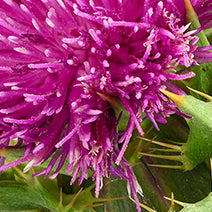 Milk Thistle