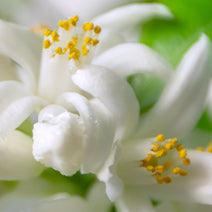 Neroli