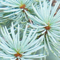 Organic Atlas Cedarwood
