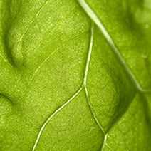 Organic Basil Linalool