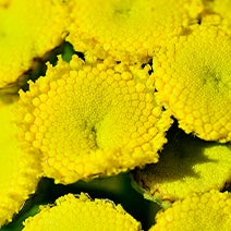 Organic Blue Tansy