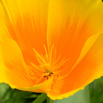 Organic California Poppy