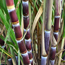 Organic Cane Alcohol