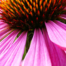 Organic Echinacea Root