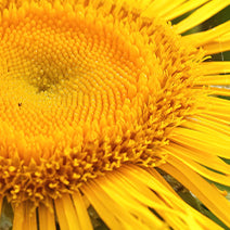 Organic Elecampane