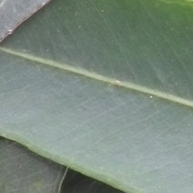 Organic Eucalyptus Globulus