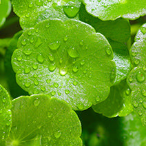 Organic Gotu Kola