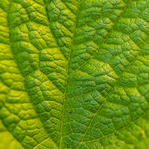 Organic Lemon Balm