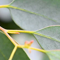 Organic Lemon Eucalyptus