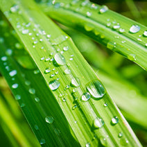 Organic Lemongrass