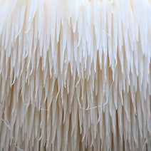 Organic Lions Mane