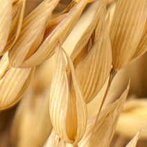 Organic Milky Oat Seed