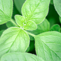 Organic Oregano