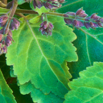 Organic Patchouli