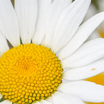 Organic Roman Chamomile
