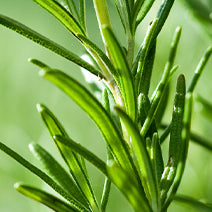 Organic Rosemary
