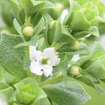 Organic Sweet Marjoram
