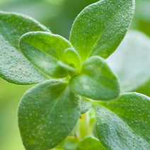 Organic Thyme