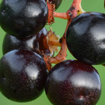 Organic Wild Cherry