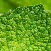 Peppermint Hydrosol