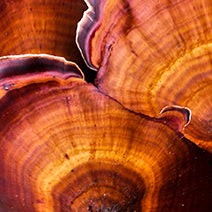Reishi