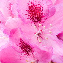 Rhododendron