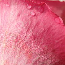 Rose Otto