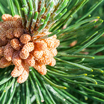 Scots Pine
