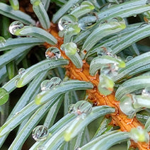 Silver Fir