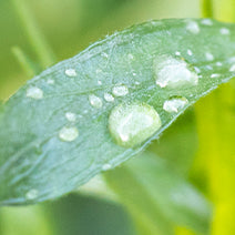 Tarragon