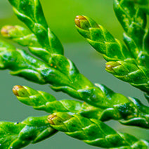 Texas Cedarwood