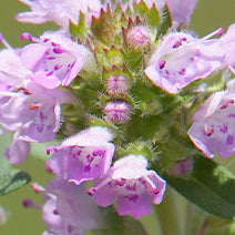 Thyme Thymol